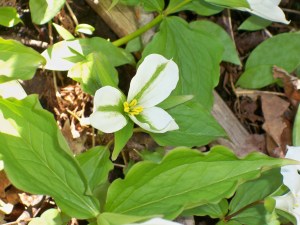 Trillium in our woods