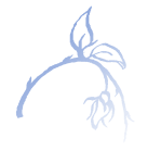 calligraphic rose-bud gradient for contact page